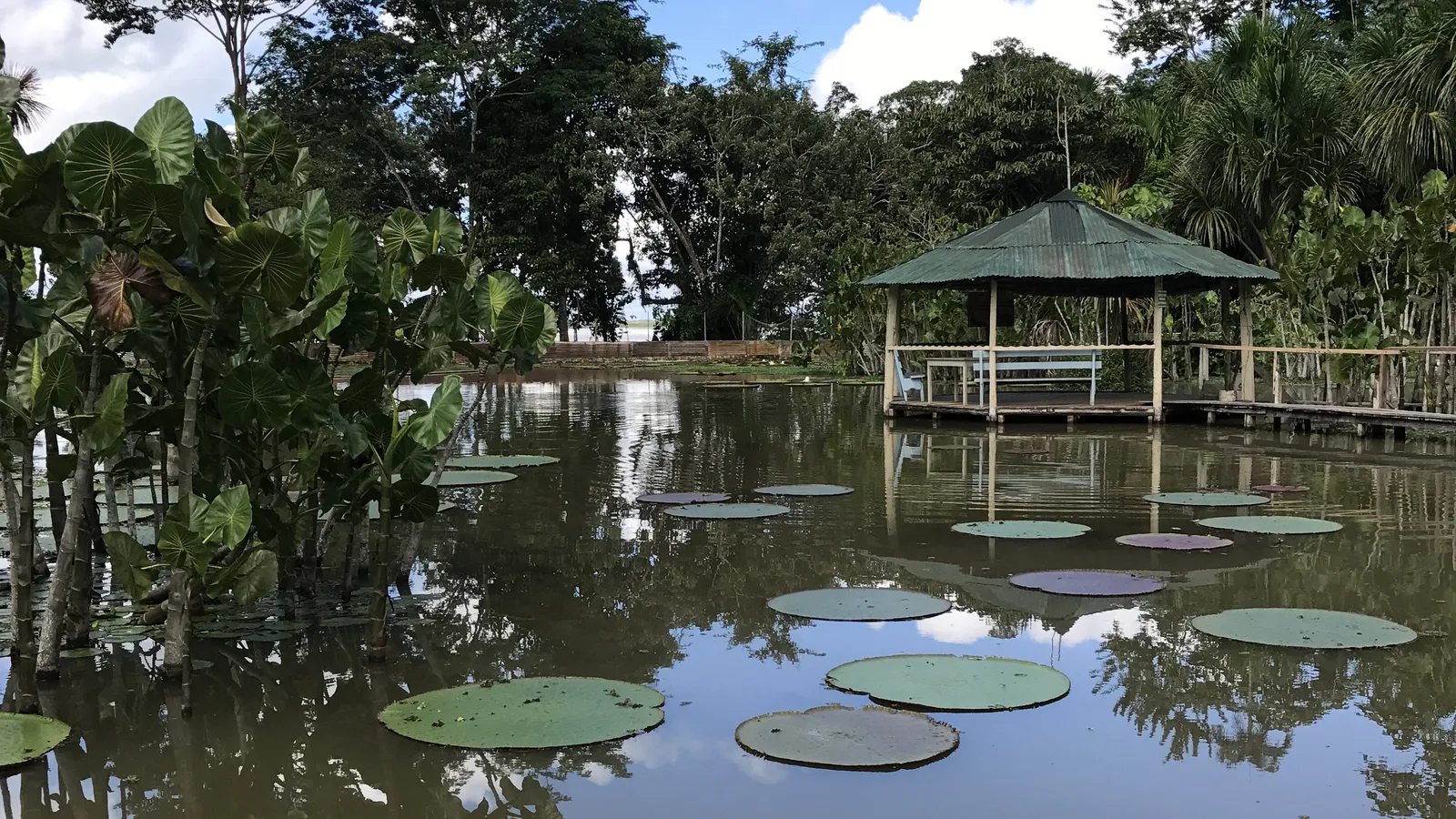 Giant water lilies on a lagoon near Iquitos, Peru