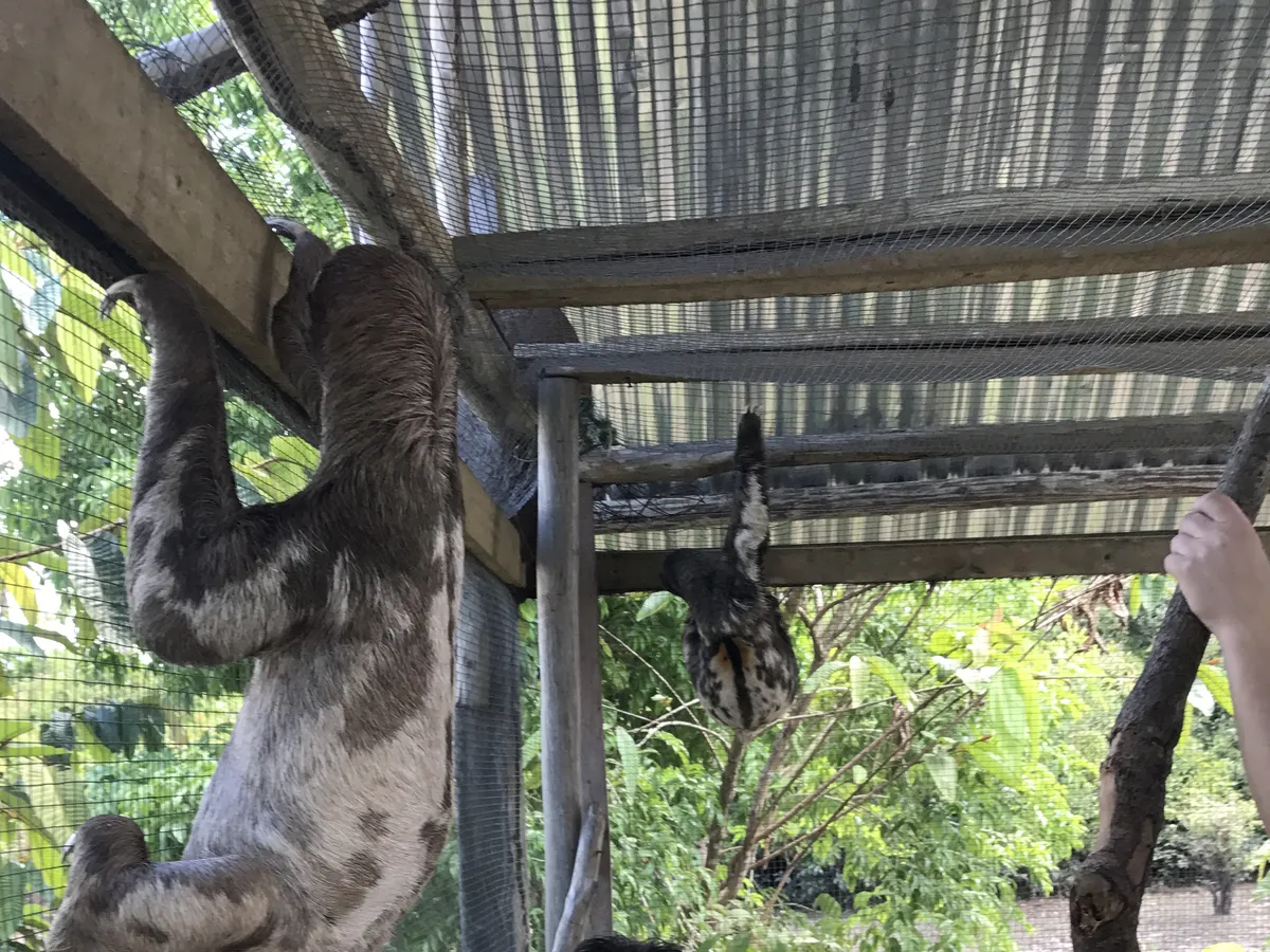 A rescued sloth hanging at an animal rescue center near Iquitos